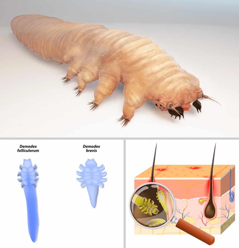 DEMODEX • MEDCARE SKIN CENTRE